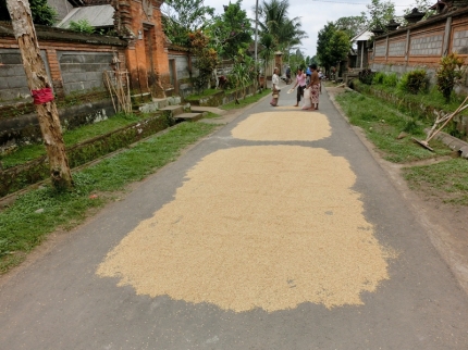 ubud (63)